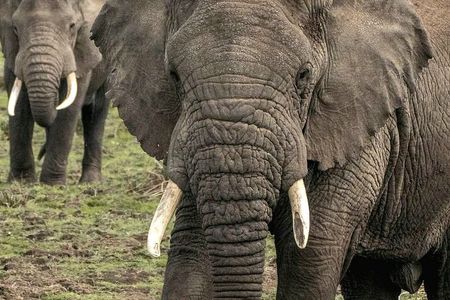 5-Day Big Five Safari: Tarangire, Serengeti, Ngorongoro & Manyara