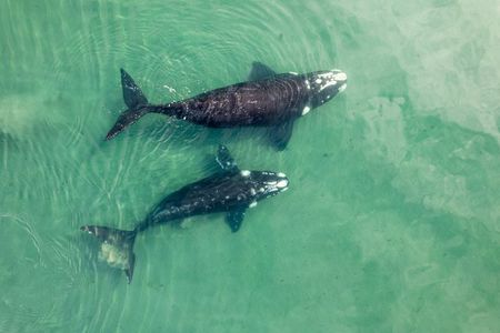 Guided Whale Watching and History Tour from Florianopolis
