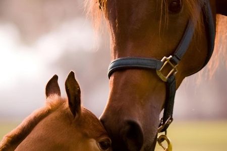 Ocala Horse Farm Insider Tour of Three Local Farms