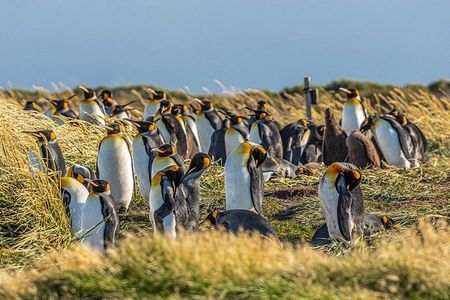 Full Day Tierra del Fuego and Rey Penguin Park