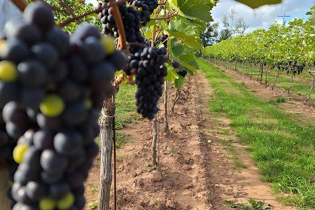PEI Fine Wine Tasting Tour
