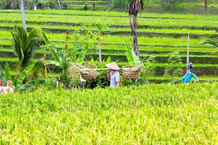 UNESCO Jatiluwih Rice Terrace Batukaru Temple Nature Tour