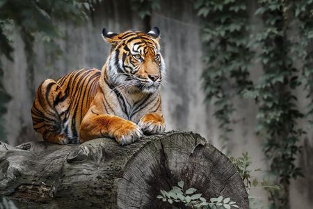 5 nights 6 Days Golden Triangle Tour With Ranthanbore From Delhi