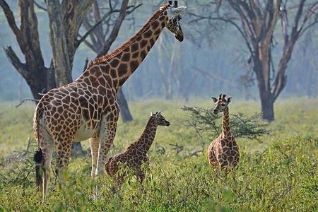 Nairobi National Park Shared or Private Safari