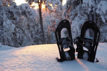 Secrets of Inari's Snowy Forest - Biologist-Led Snowshoe Walk