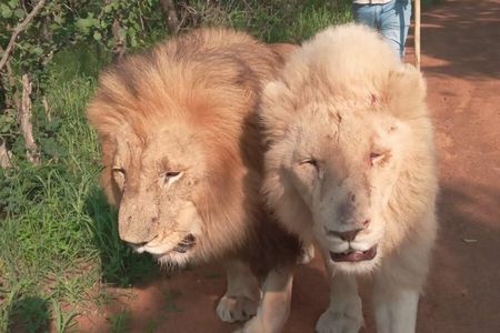Walk With Lions Experience At Ukutula Game Reserve