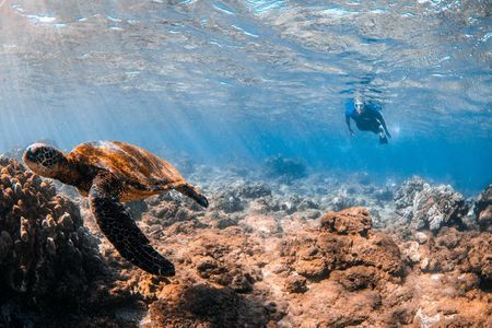 Snorkeling for Non-Swimmers with Photos Guided Tour Wailea Beach