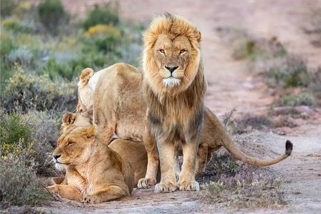 Aquila Big 5 Safari Day Tour