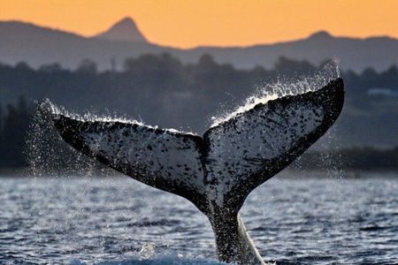 Whale Watching Adventure Ballina