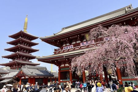 Tokyo Private Half-Day Highlights Tour by Car with Guide
