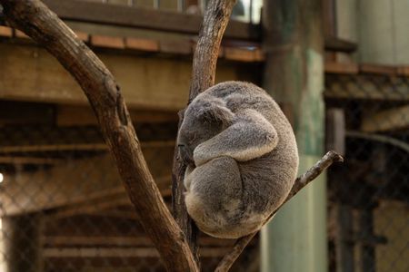 Brisbane Koala Half day Wildlife Viewing Tour