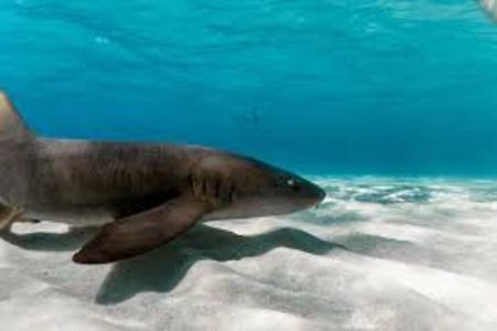 Roatan Private East End & Pigeon Cays Day Charters & Tours