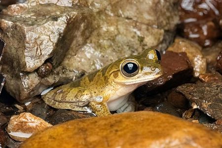 Drake Bay Night Walk Tour Nocturnal Wildlife Experience