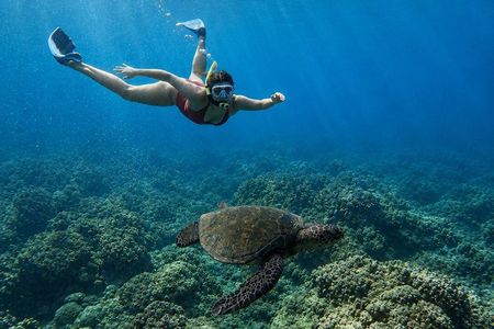 West Maui Snorkel with Photos and Videos: Turtle Guarantee