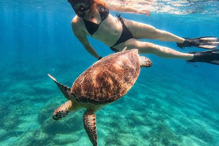 Vieques: Small-Group Sea Turtle Snorkeling, Photos & Snacks