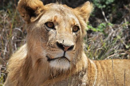 Nairobi National Park Game Drive and Cultural Performance Show