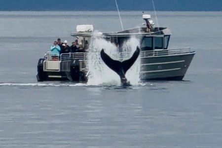 14 passenger Whale Watching Tours in Icy Strait aka Hoonah AK