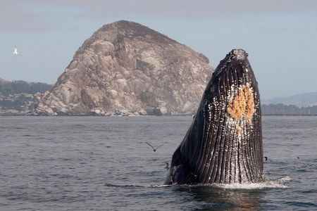 Whale Watching in Morro Bay Humpback and Gray Whales with Sub Sea