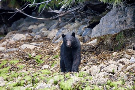 Tofino Bear Watching Tour: Explore Clayoquot Sound