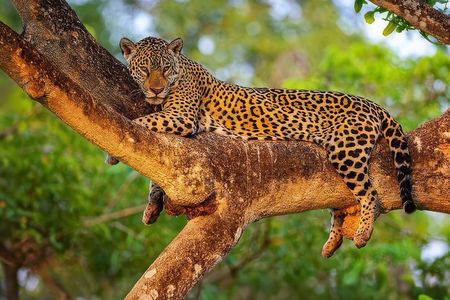 Yala National Park Half Day Safari - Ceylon Safari Tours