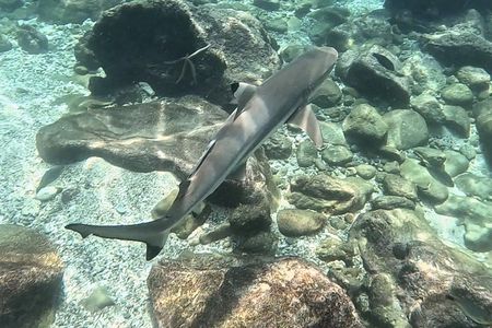 Shark Snorkeling in Phi Phi Islands Join Trip Longtail Boat