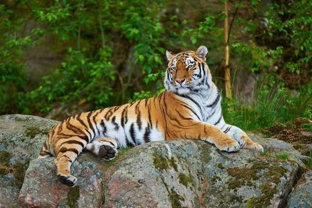 7 Day Golden Triangle with Ranthambore Tigers Taj Sunrise/Sunset