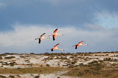Bird Watching and Fauna in Chilean Patagonia Private Tour