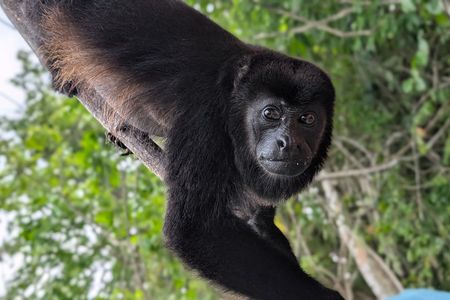 Panama Canal Boat Tour to Monkey Islands