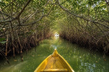 Mangroves + Lunch at Los Pinos Beach Club