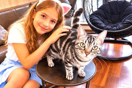 Tokyo Hachiko, Shibuya Cat Cafe and Gotokuji Lucky Cat Temple