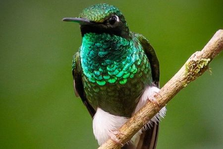 Mindo Cloud Forest Guided Tour