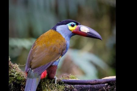 Mindo Cloud Forest Guided Private Tour with Three Fees Included