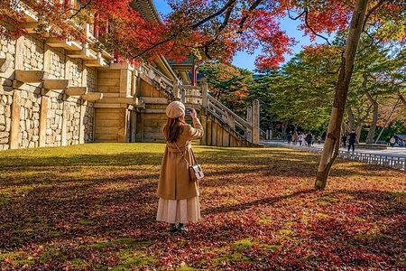 Gyeongju Autumn Foliage & Pink Muhly Tour from Busan