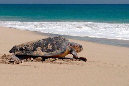 Sal Island: Loggerhead Turtle Watching Experience