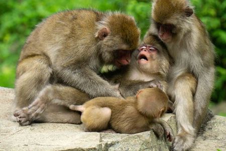 Private Jigokudani Snow Monkeys and Local Brewery Tour