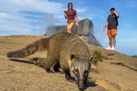 Rio Nature Experience: Tijuca Forest, Mirantes e Vida Selvagem