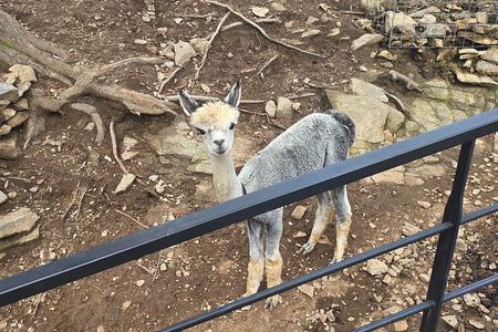 Alpaca Sheep Ranch, Nami, Petite France Private Tour from Seoul