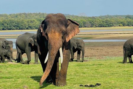 Minneriya National Park Half day Private Jeep Safari