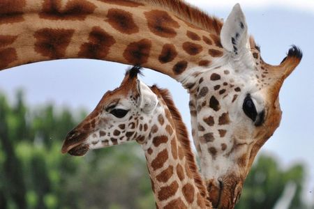 Giraffe Centre & Free Visit to Kobe Beads Factory Experience