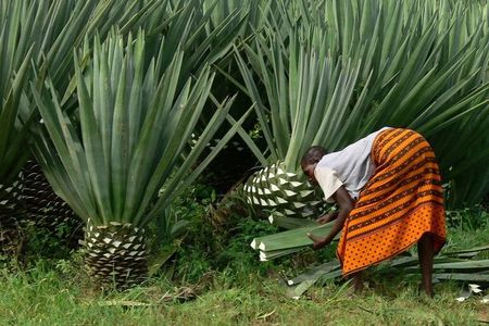 Visit Sisal Plantations & Processing Factory - Full Day Tour