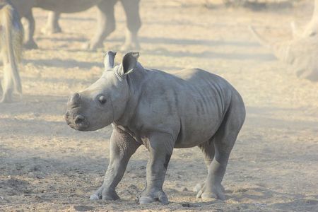 Livingstone: White Rhino Tracking Safari in Mosi-oa-Tunya
