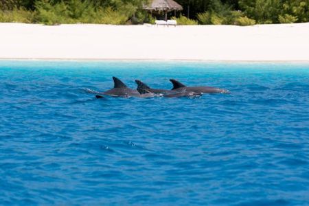Mnemba dolphin tour ,Jozani forest & Salam cave +pick up