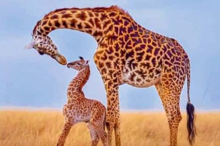 4 Days wild lifeTarangire, Serengeti & Ngorongoro from znz