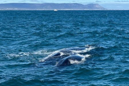 Whale Watching Tour in Hermanus with Hotel Pickup