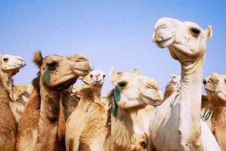 Unusual Tour To The Camel Market Of Birqash