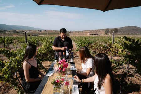Wine Tasting Among Vineyards with Panoramic Views of the Valley