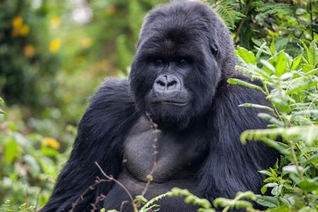 One-Day Gorilla Trekking Experience – Rwanda or Uganda