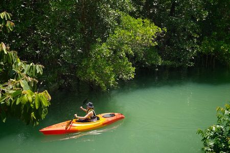 Phuket Mangrove Kayak Eco Tour at Thalang