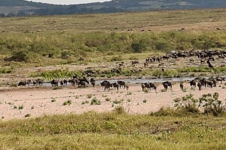Two days Maasai Mara guided tour
