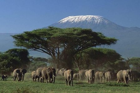 Nairobi 4 Day Tsavo East Amboseli Salt Lick Private Safari